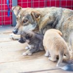 Временный приют для собак в Брянске может стать постоянным