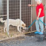 Временный приют для собак в Брянске может стать постоянным