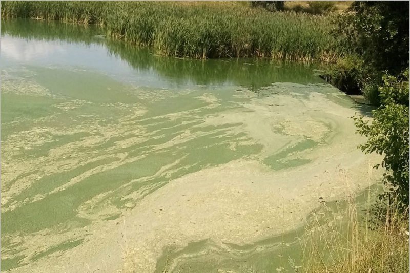 Жители унечского  села пожаловались на «мясоотмывочный пункт», отравляющий местную реку