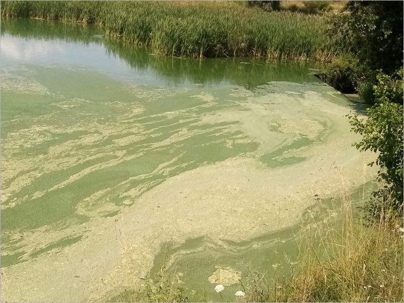 Жители брянского села пожаловались на «мясоотмывочный пункт», отравляющий местную реку