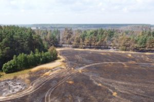 Руководитель брянского сельхозкооператива ответит в суде за лесной пожар под Новозыбковом