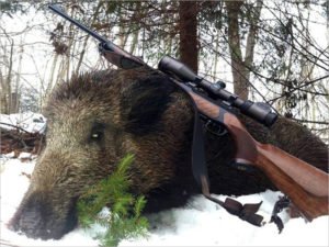 Карачевский охотник требовал признать себя невиновным в браконьерстве. Не вышло