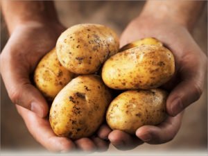 В России ожидается урожай картофеля в объёмах более 7 миллионов тонн