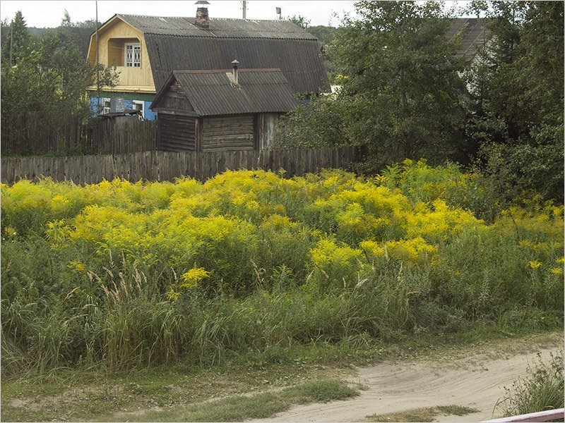 «Травяная катастрофа»: брянские сельхозугодья убивает золотарник канадский