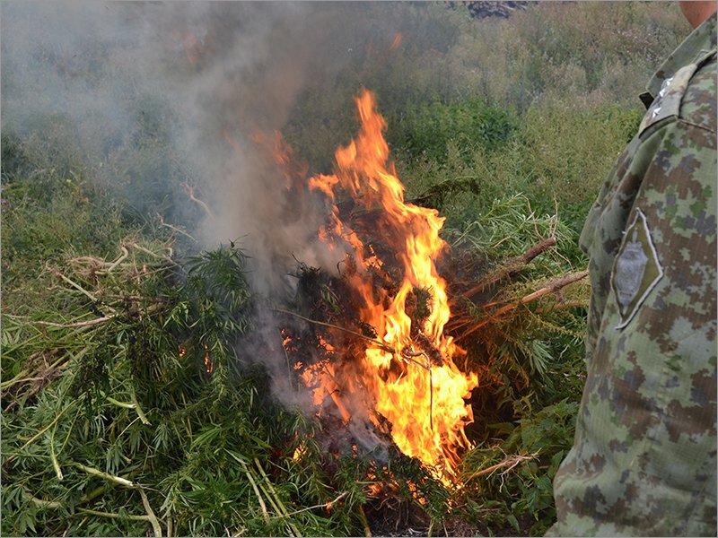 Пограничники нашли в Брянской области 1300 кустов дикой конопли. И сожгли их