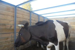 В Брянской области дважды отловили одну и ту же партию белорусских коров-нелегалов