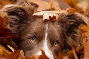 Кинологи предостерегают хозяев собак от опасности, которую таят в себе осенние листья