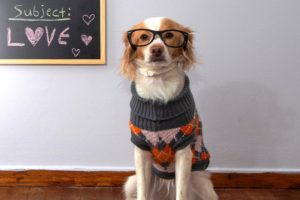 Новый учебный год для собак: куда пойти учиться псу?