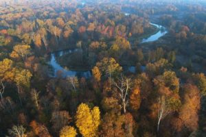 До конца года в Брянской области пройдёт государственная инвентаризация лесов