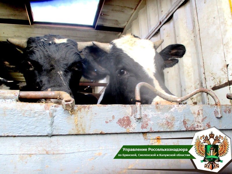 В Брянской области сняты с перевозок более 600 сельхозживотных без ветеринарных документов