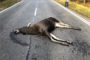 ДТП под Суземкой: лоси гибнут на брянских дорогах