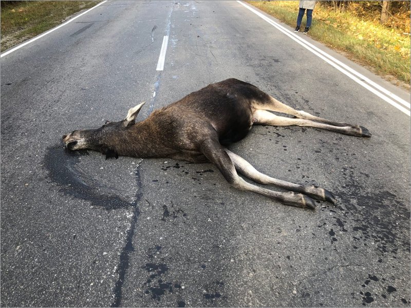 ДТП под Суземкой: лоси гибнут на брянских дорогах