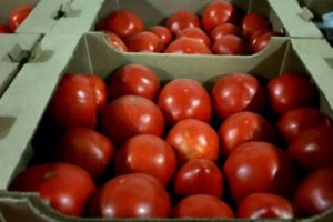 В Брянской области раздавили 7,5 тонн сомнительных томатов и перцев