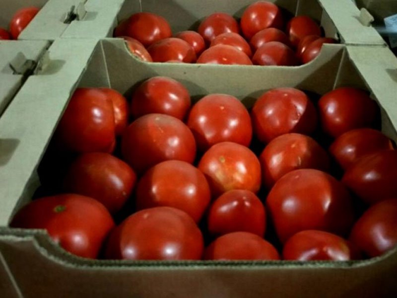 В Брянской области отправили в утиль 11 тонн сомнительных томатов