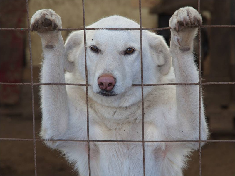 Власти Брянска запустили опрос о возможной судьбе бродячих собак
