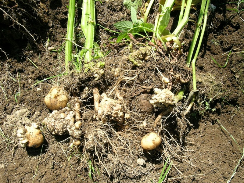 В Жирятинском районе по-прежнему не могут победить рак картофеля