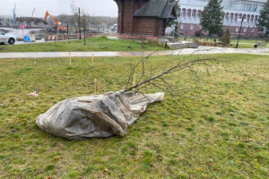 В Брянске пересадили молодые деревья, попавшие в зону строительства моста на Набережной