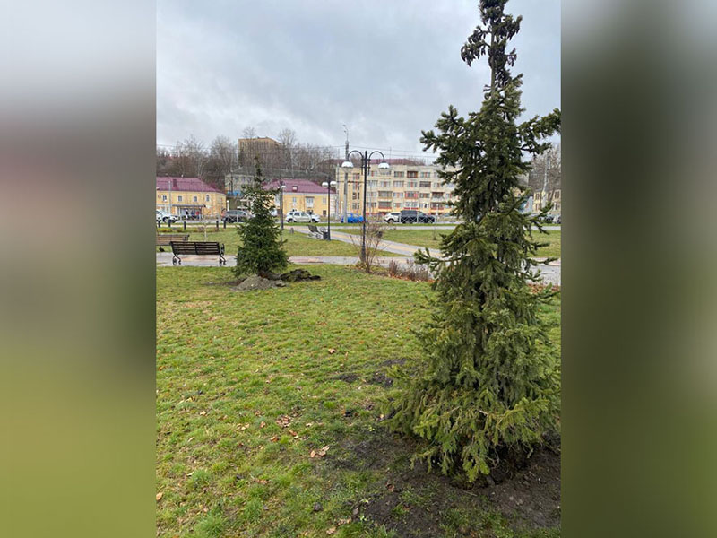 В Брянске пересадили молодые деревья, попавшие в зону строительства моста на Набережной
