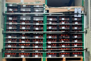 В Брянской области не пропустили в Москву 19,5 тонн «морщинистых» томатов