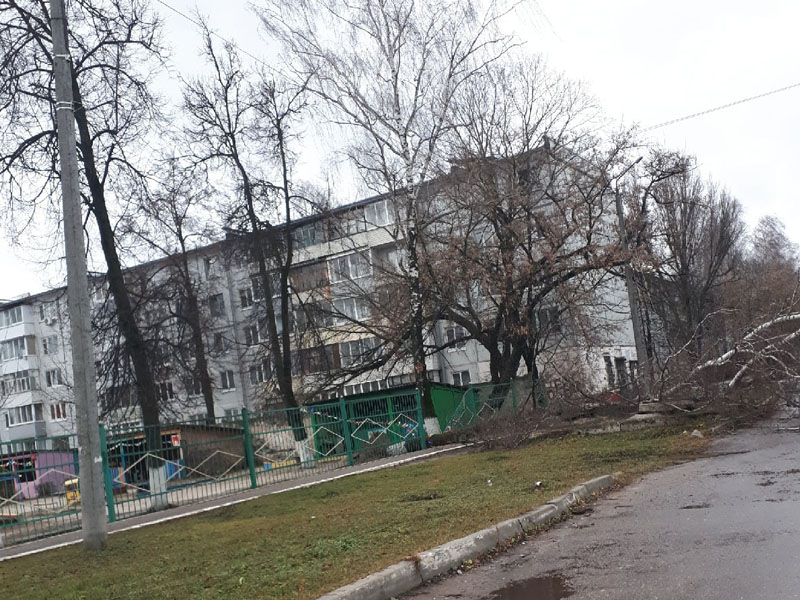 В Брянске штормовой ветер повалил дерево в детском саду «Алые паруса» и инсталляции на площади Ленина