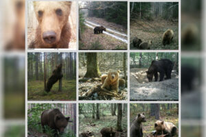 В Брянской области насчитали около шести десятков медведей