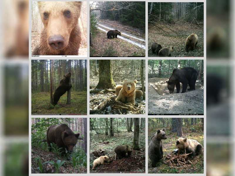В Брянской области насчитали около шести десятков медведей