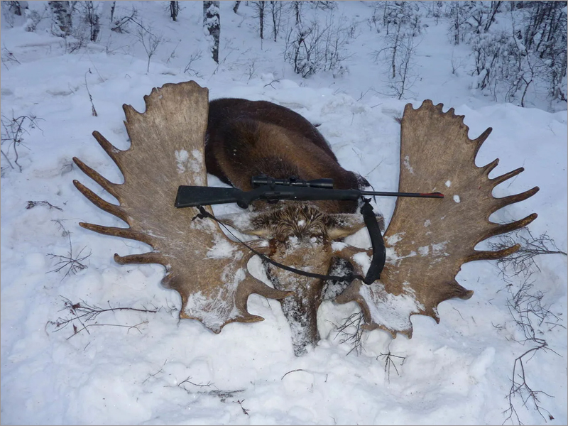Охотник из Гордеевки не смог доказать, что не убивал лося, в третьем суде подряд