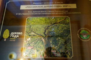 В Брянск прибыла награда для «ясеня-великана» — за третье место в конкурсе «Российское дерево года-2021»