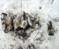 Схрон в брянском лесу: оперативники обнаружили около 100 кг взрывчатки в тротиловом эквиваленте