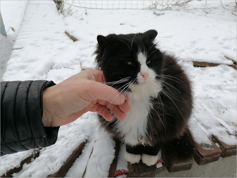 Ермилов день: покормить бездомную кошку — к счастью и добрым переменам
