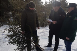 Незаконно срубленными в брянских лесах признаны 10 новогодних ёлок