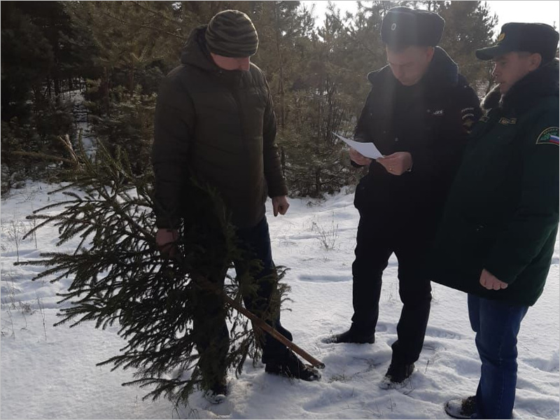 Незаконно срубленными в брянских лесах признаны 10 новогодних ёлок