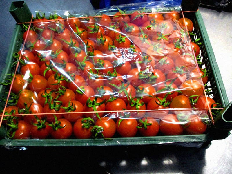 В Брянской области не пропустили в Москву 20 тонн зараженных томатов