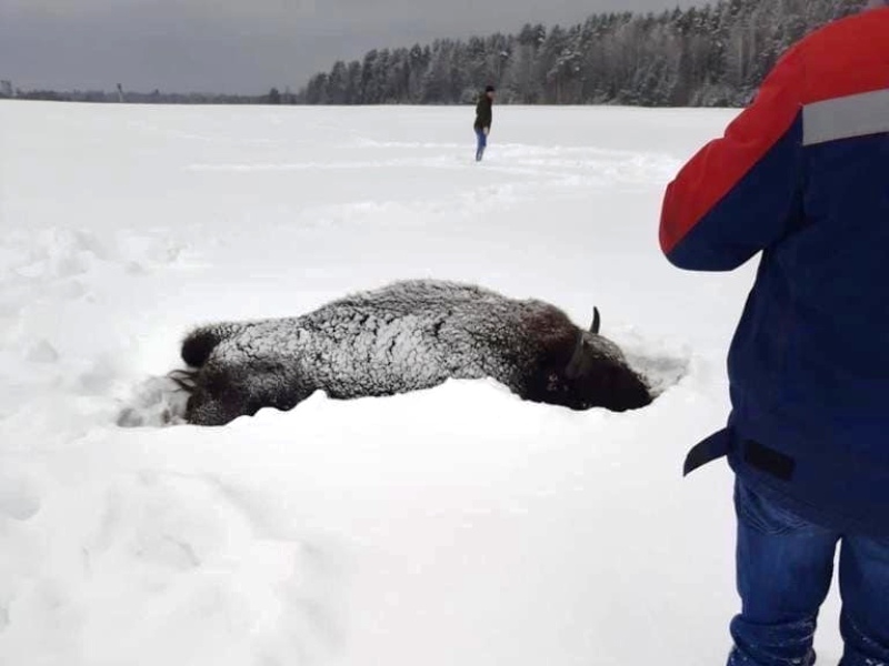 Конспирология со снегоходами в Брянске: браконьеры, расстрелявшие зубров, то ли задержаны, то ли нет