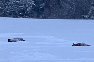 В Брянской области браконьеры на снегоходах расстреляли зубров