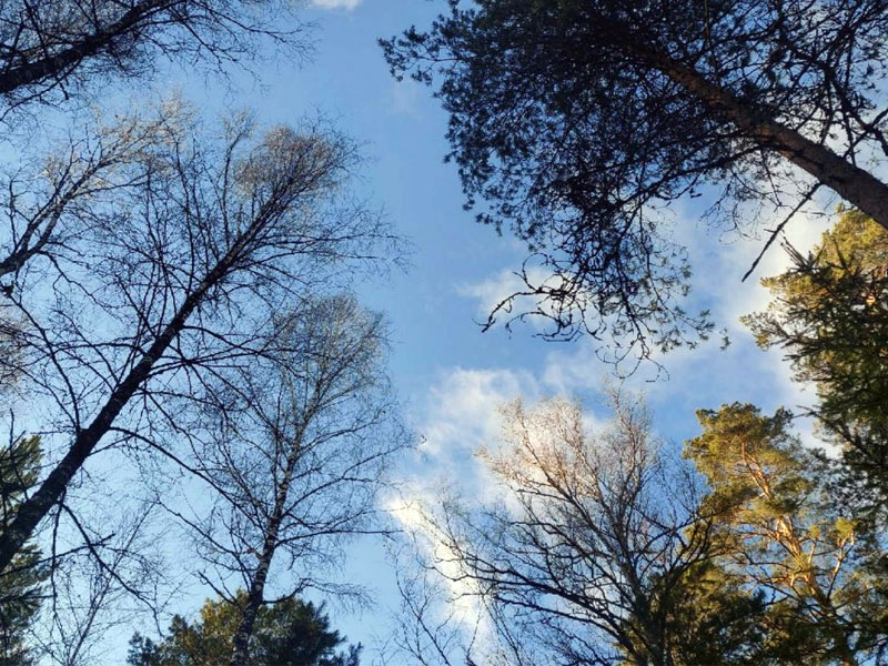 В Брянской области проведут инвентаризацию лесов