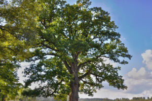 Брянским жителям предложили вспомнить уникальные и памятные деревья. Для переписи