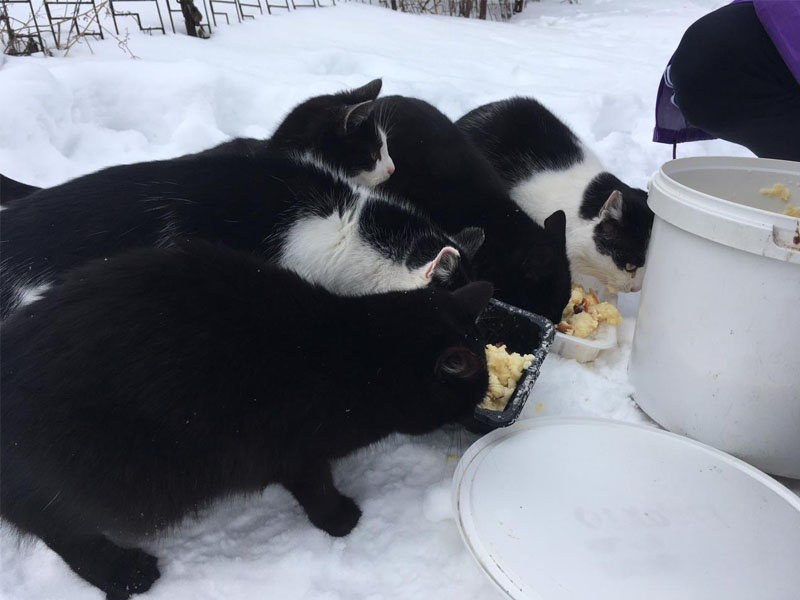 Новозыбковские волонтеры спасают брошенных на дачах кошек от голода