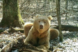 Застреленный под Суземкой медведь-шатун мог быть знаменитым «светлейшим» Арсением