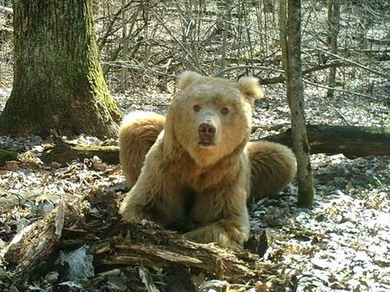 Застреленный под Суземкой медведь-шатун мог быть знаменитым «светлейшим» Арсением