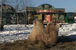 Навлинский районный суд закрыл осевший в Красном Бору зоопарк «Зоолэнд»