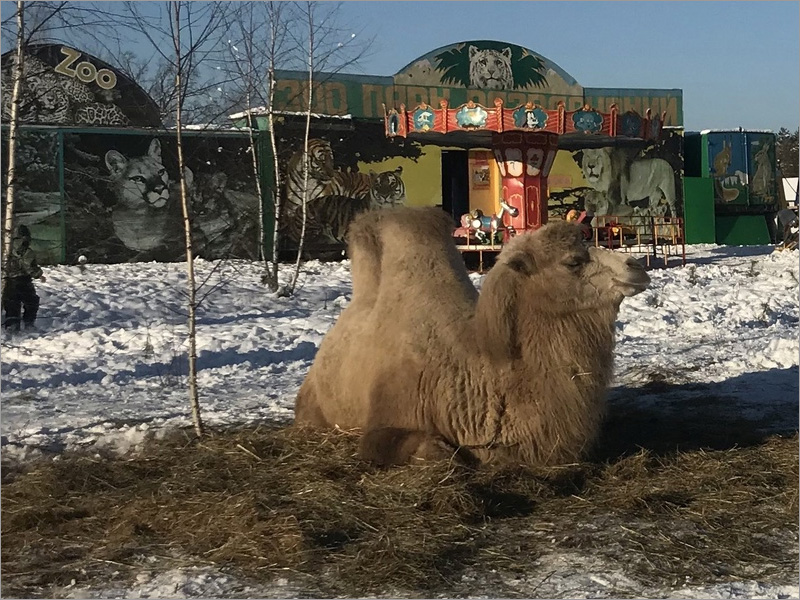 Навлинский районный суд закрыл осевший в Красном Бору зоопарк «Зоолэнд»