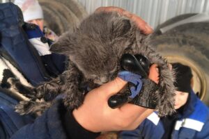 Жуковские мусорщики спасли котёнка, вытащив его с сортировочной ленты