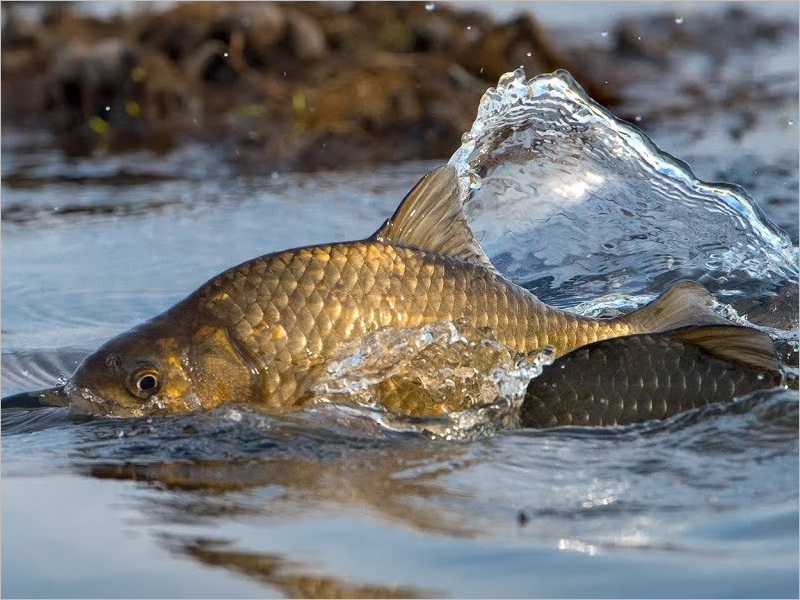 С 22 марта в Брянской области начинается нерестовый запрет на рыбную ловлю (ПЕРЕЧЕНЬ МЕСТ)