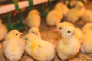 Агрохолдинг «Мираторг» увеличит брянское производство мяса птицы до 178 тыс. тонн в год