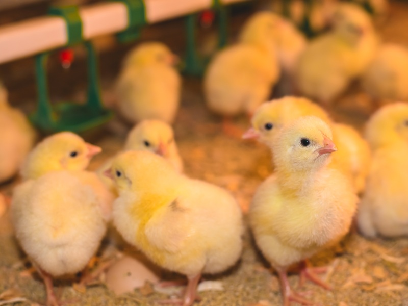 Агрохолдинг «Мираторг» увеличит брянское производство мяса птицы до 178 тыс. тонн в год