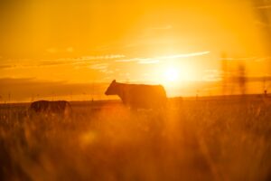 «Мираторг» запустил в Брянской области три новых фермы крупного рогатого скота