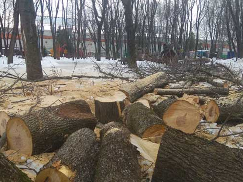 В парке-музее Толстого в Брянске устроили массовый «аварийный попил» деревьев