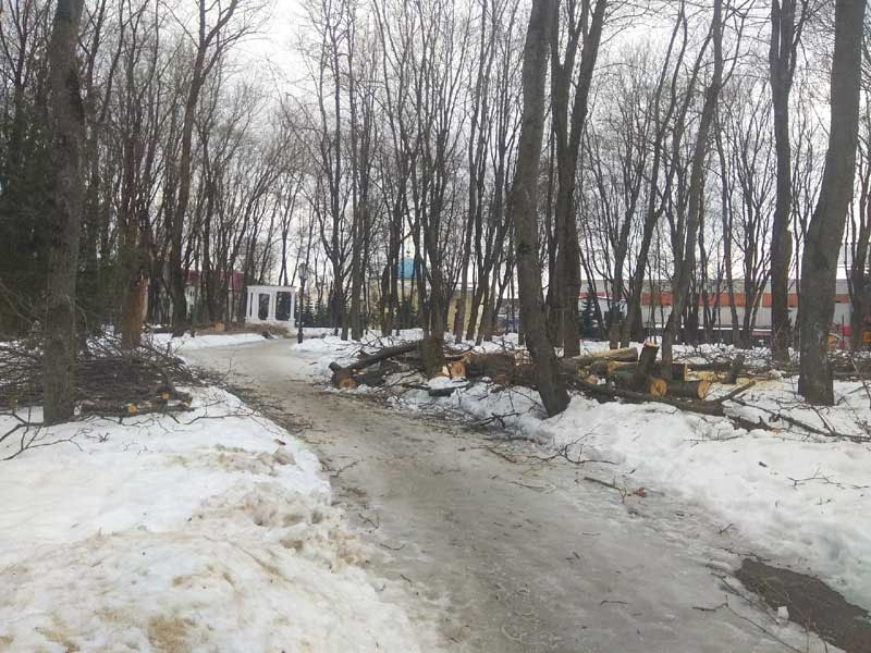 В парке-музее Толстого в Брянске устроили массовый «аварийный попил» деревьев