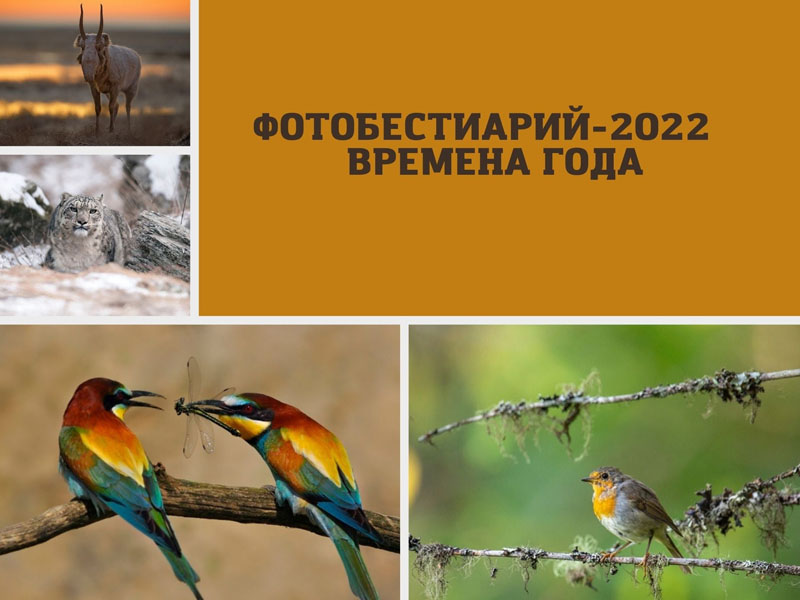 Заповедник «Брянский лес» поучаствует в «Фотобестиарии-2022»